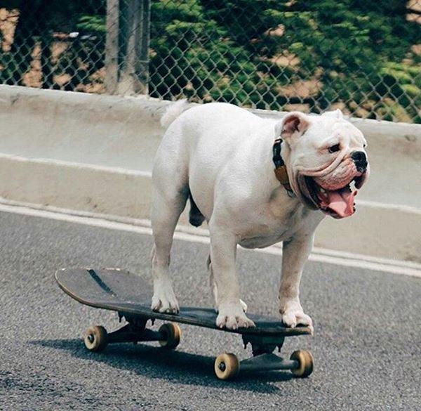 Il bulldog che va sullo skateboard (e guai a provare a fermarlo) 