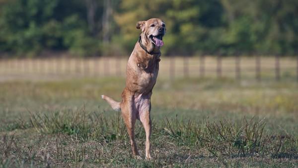 Il cane senza zampe che ha imparato a camminare. 