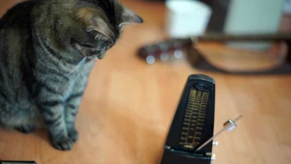 L’esilarante reazione dei gatti ad un metronomo in azione 