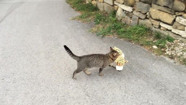 Un gatto rapisce un piccolo di tigre 